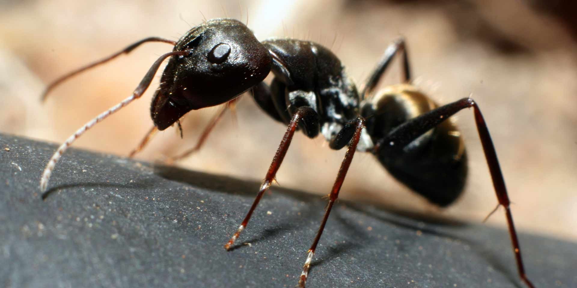 Pavement-ant